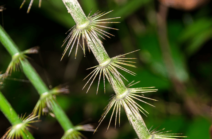 rattan plant